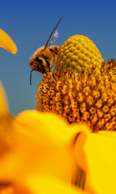 Das Honey bee Wallpaper 240x400