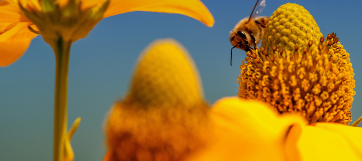 Das Honey bee Wallpaper 720x320