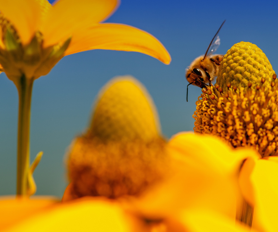 Fondo de pantalla Honey bee 960x800