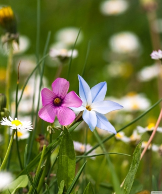 Картинка Flower Field для телефона и на рабочий стол Nokia C1-01