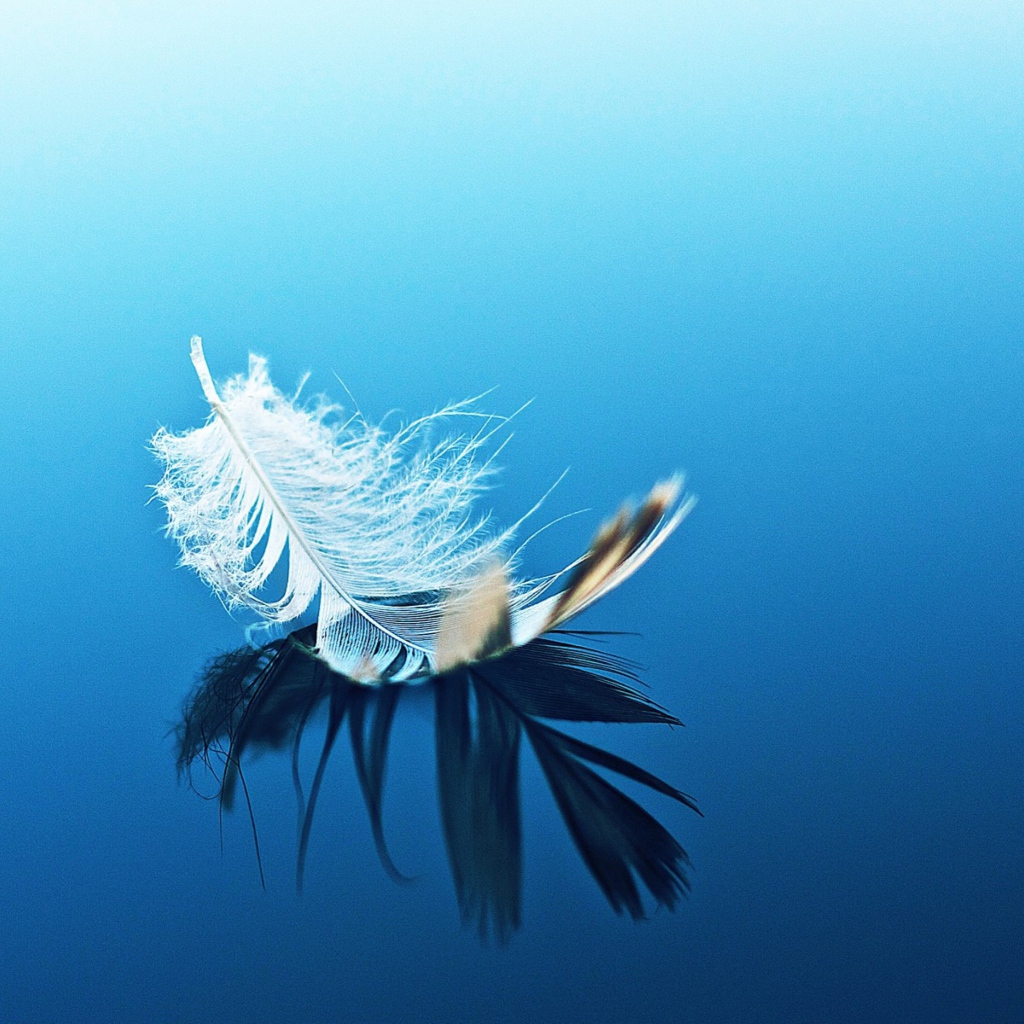 Feather On Blue Surface wallpaper 1024x1024