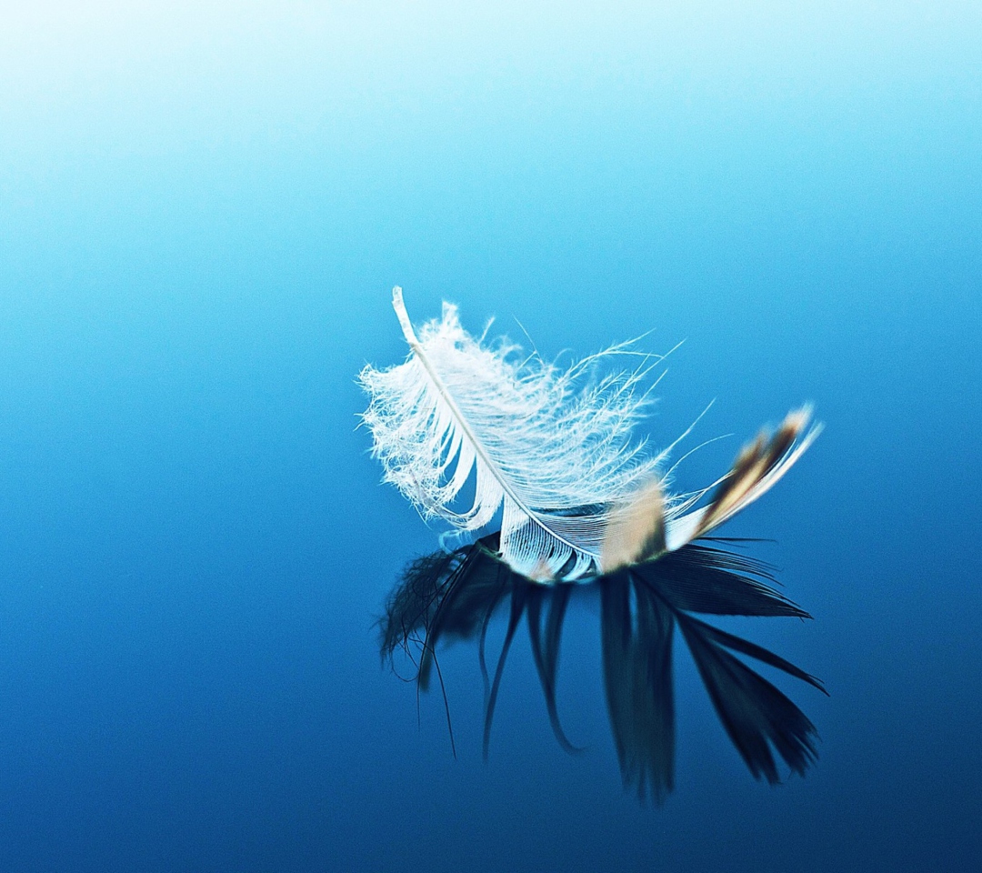 Das Feather On Blue Surface Wallpaper 1080x960
