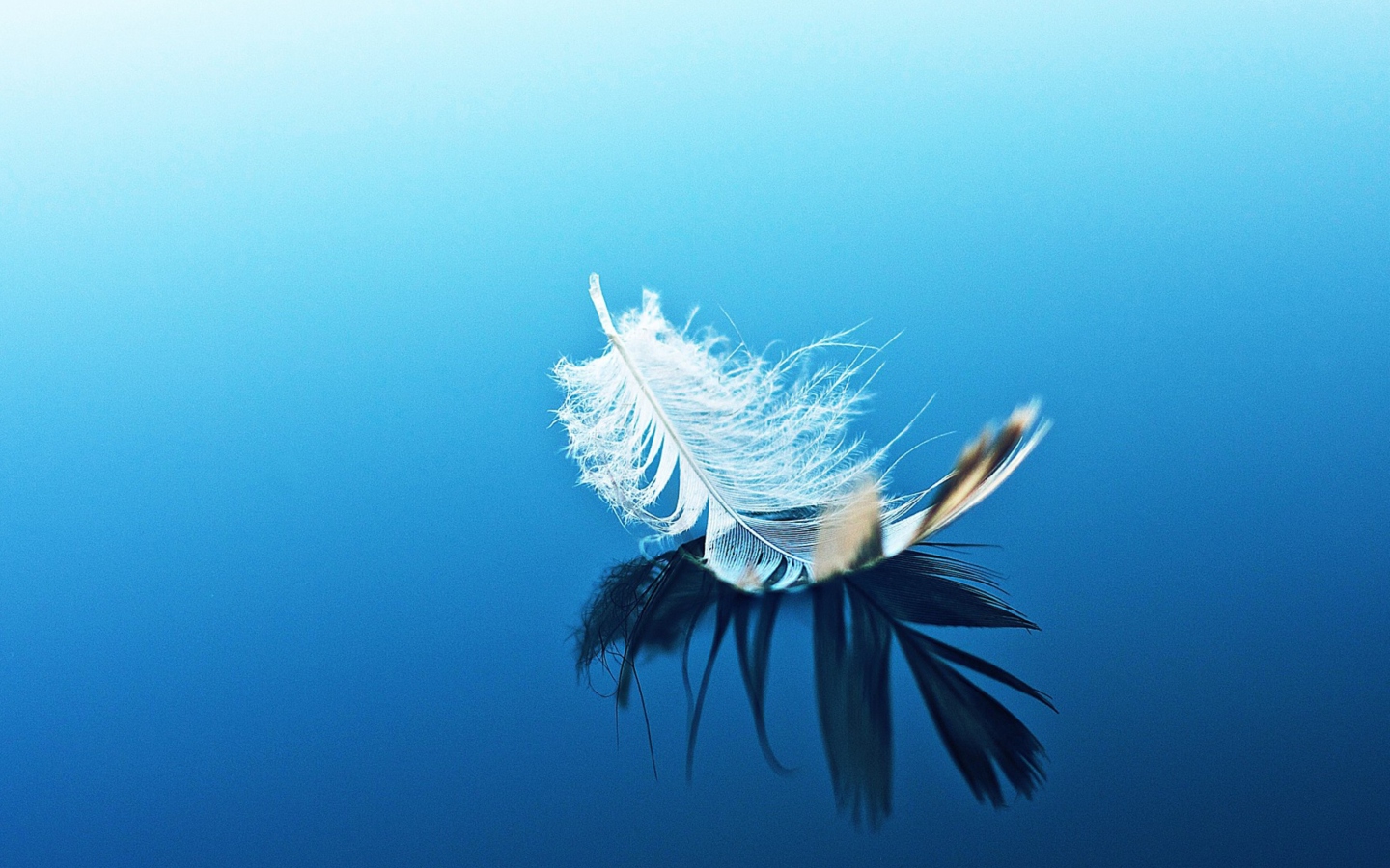 Feather On Blue Surface wallpaper 1440x900