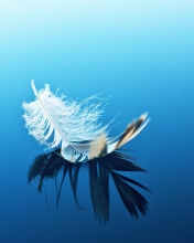 Das Feather On Blue Surface Wallpaper 176x220