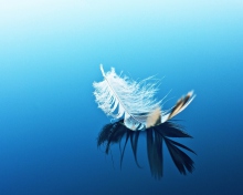 Feather On Blue Surface wallpaper 220x176