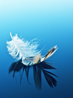 Das Feather On Blue Surface Wallpaper 240x320