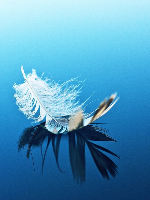 Feather On Blue Surface wallpaper 480x640