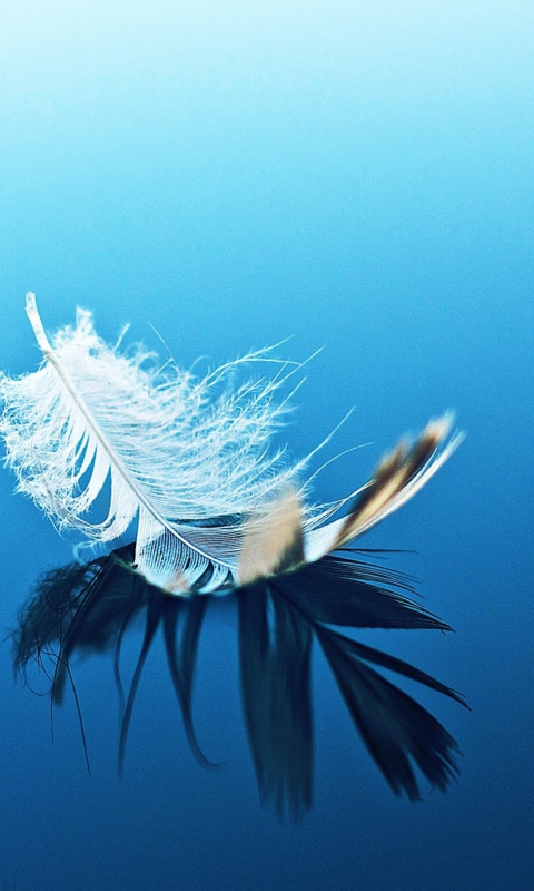 Feather On Blue Surface wallpaper 480x800