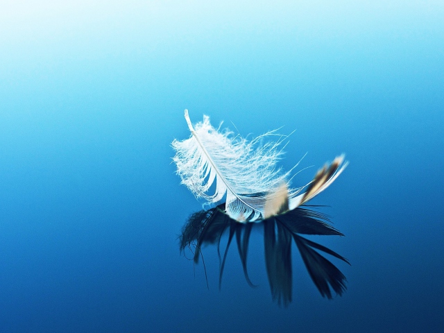 Das Feather On Blue Surface Wallpaper 640x480