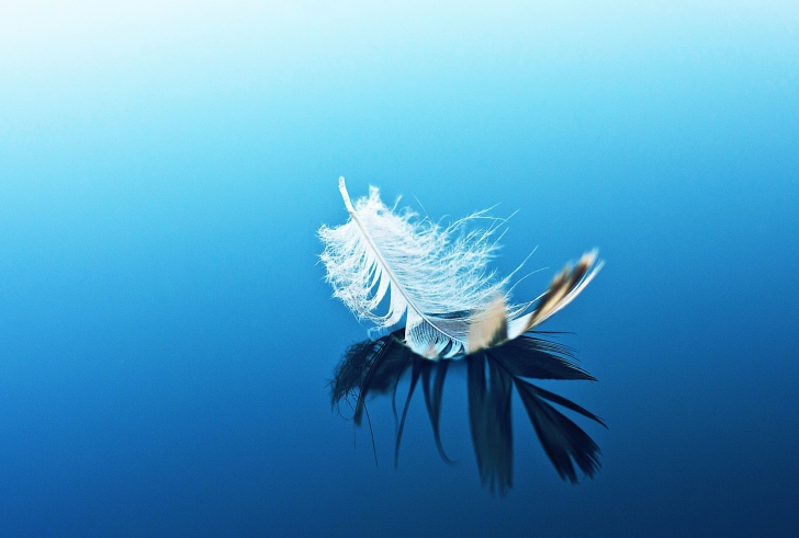 Feather On Blue Surface screenshot #1