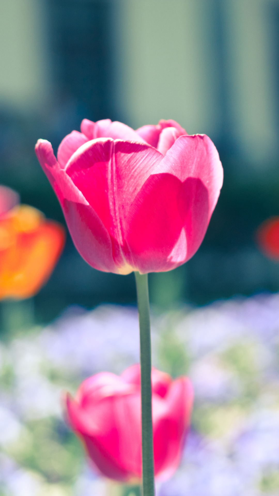 Pink Tulip wallpaper 1080x1920