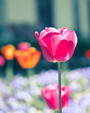 Sfondi Pink Tulip 128x160