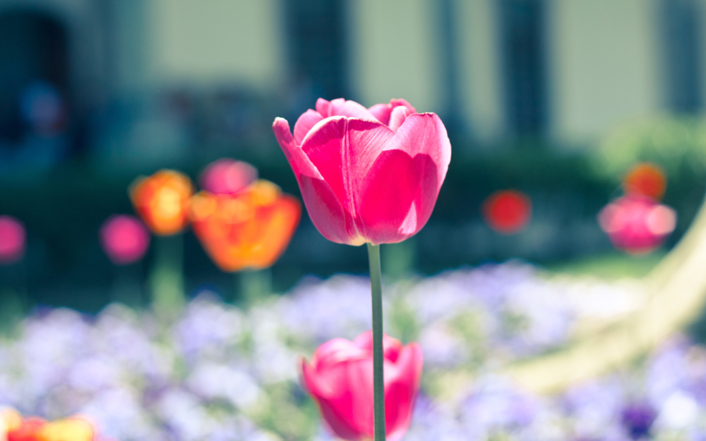 Sfondi Pink Tulip 1440x900