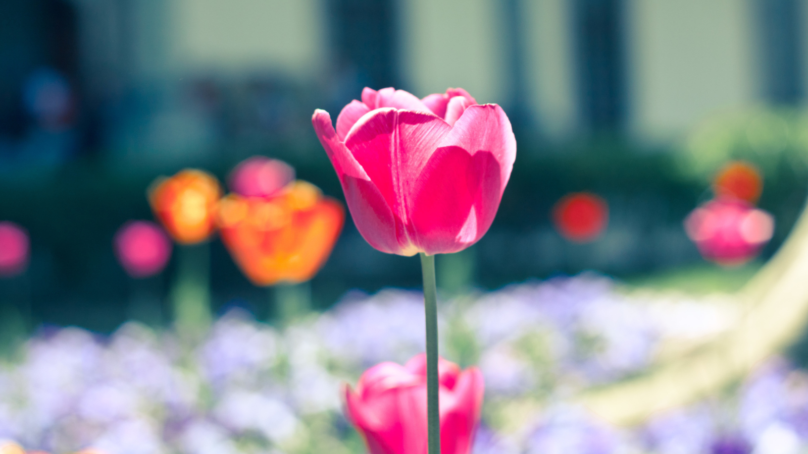 Sfondi Pink Tulip 1600x900