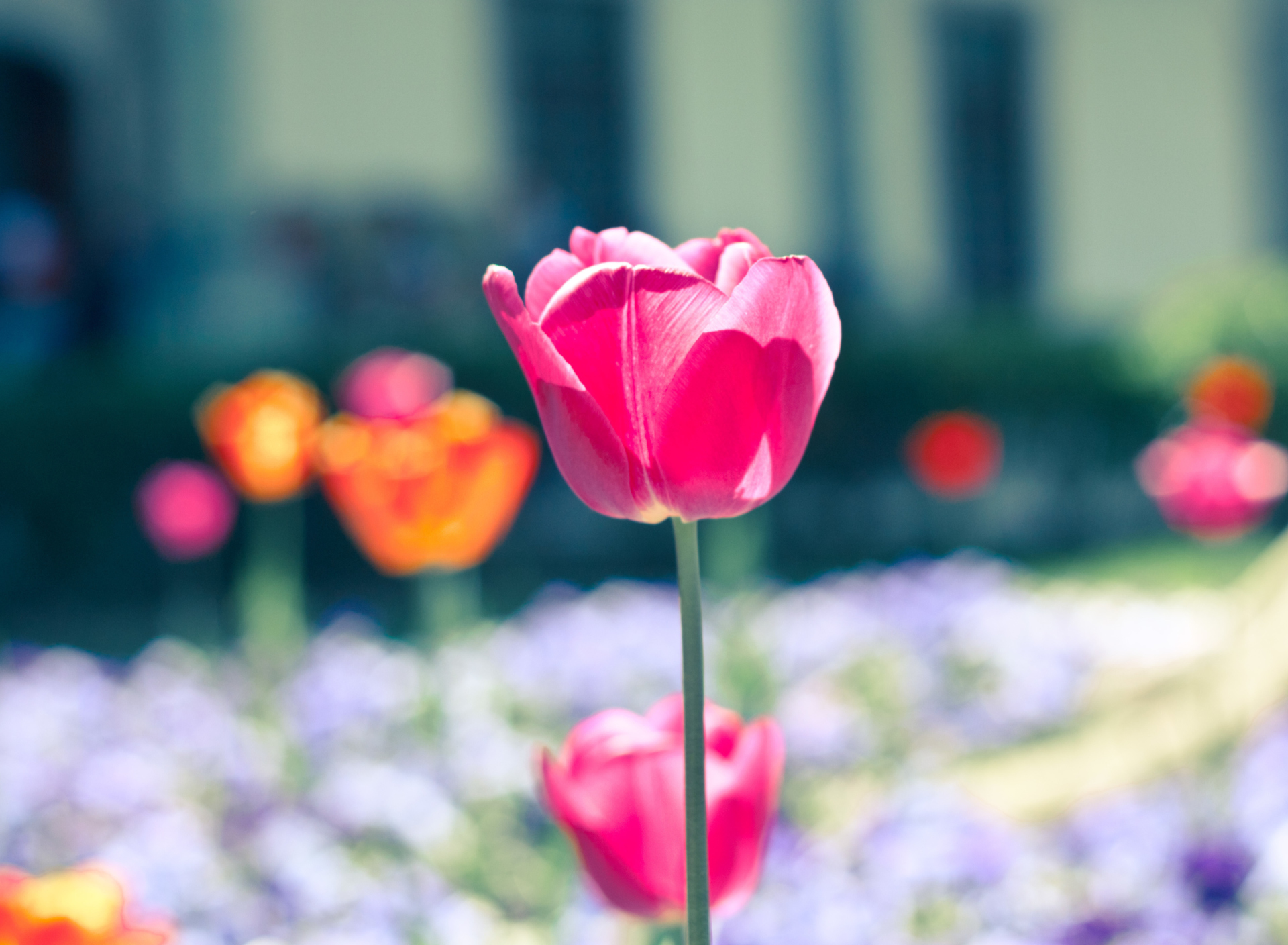 Pink Tulip wallpaper 1920x1408