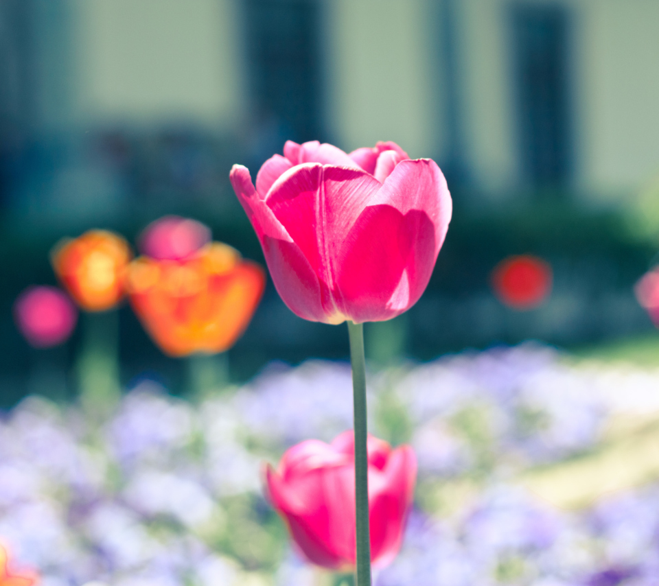 Sfondi Pink Tulip 960x854
