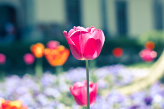 Pink Tulip Background for Android, iPhone and iPad