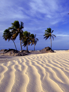 Обои Bahia Beach Resorts Puerto Rico 240x320