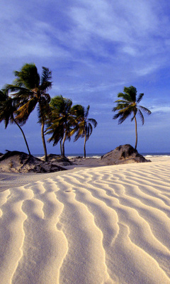 Sfondi Bahia Beach Resorts Puerto Rico 240x400