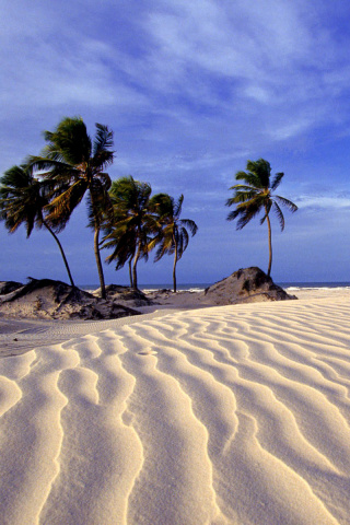 Fondo de pantalla Bahia Beach Resorts Puerto Rico 320x480