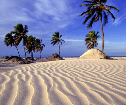 Sfondi Bahia Beach Resorts Puerto Rico 480x400