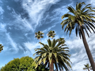 Palms Hebus screenshot #1 320x240