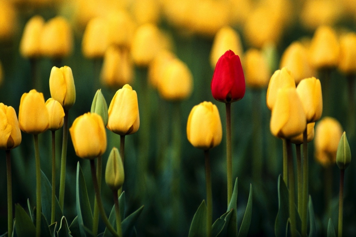 Red Among Yellow wallpaper