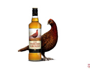 The Famous Grouse Scotch Whisky wallpaper 176x144