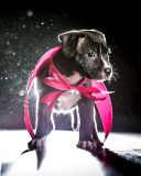 Das Puppy as Present Wallpaper 128x160