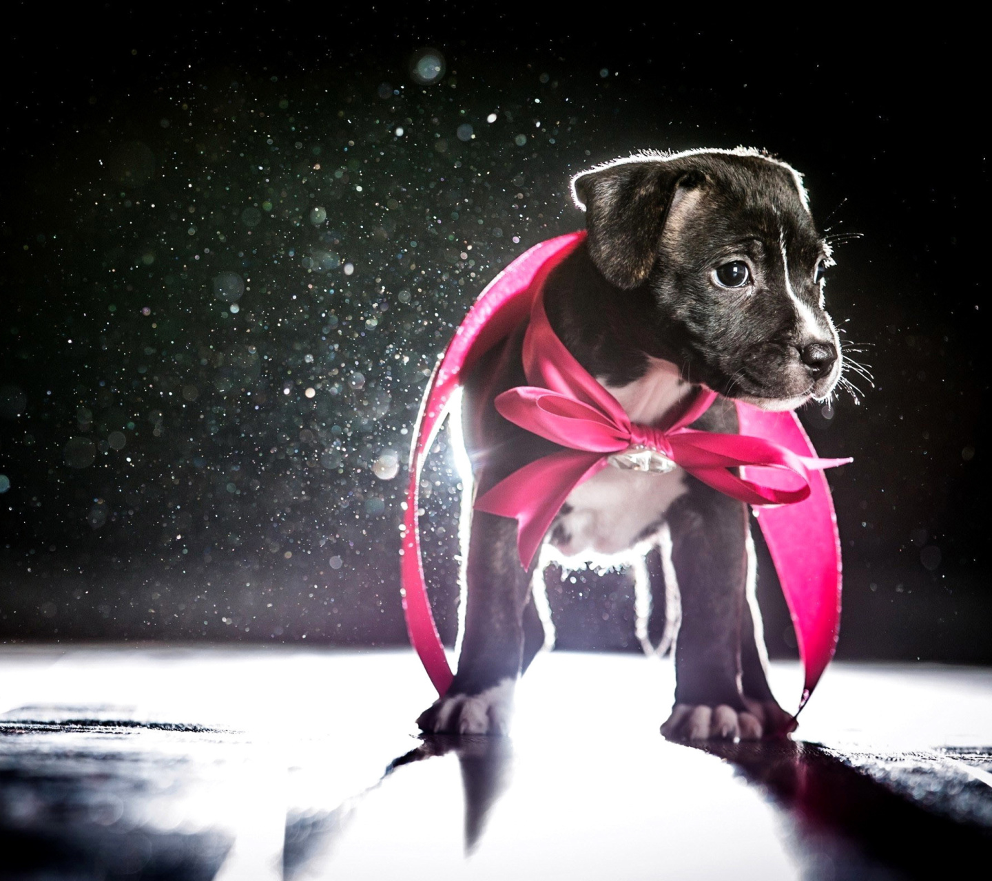 Puppy as Present wallpaper 1440x1280