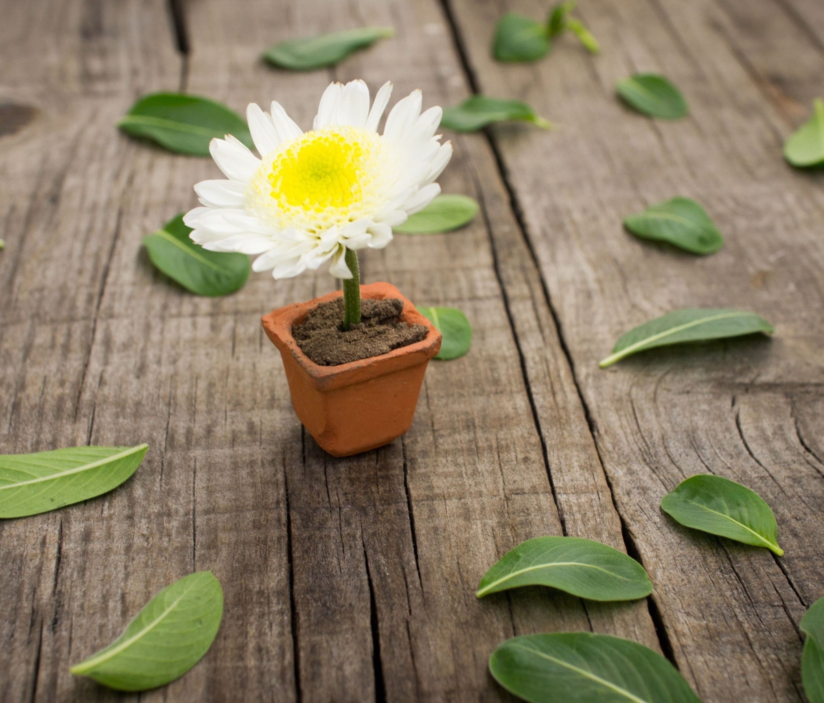 Das Chrysanthemum In Flowerpot Wallpaper 1200x1024