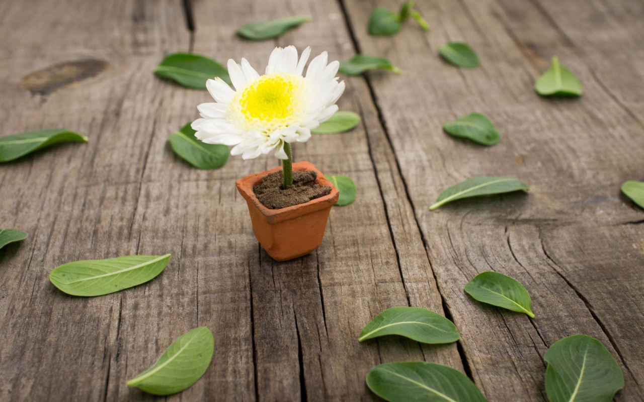 Chrysanthemum In Flowerpot wallpaper 1280x800