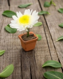 Chrysanthemum In Flowerpot screenshot #1 128x160