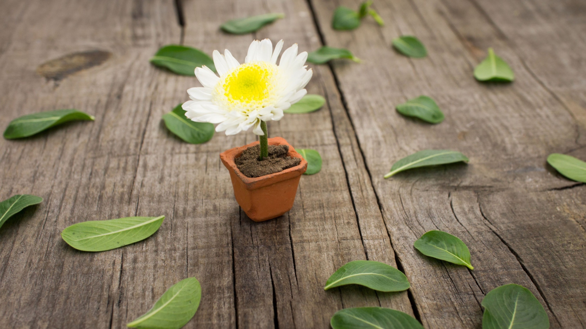 Chrysanthemum In Flowerpot wallpaper 1920x1080