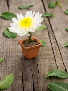 Fondo de pantalla Chrysanthemum In Flowerpot 240x320