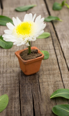 Fondo de pantalla Chrysanthemum In Flowerpot 240x400
