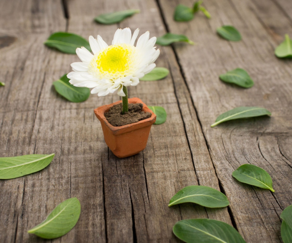 Обои Chrysanthemum In Flowerpot 960x800