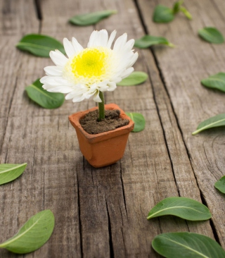 Kostenloses Chrysanthemum In Flowerpot Wallpaper für 240x320