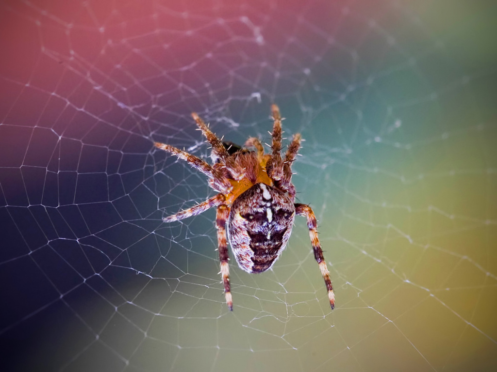 Spider on a Rainbow wallpaper 1024x768
