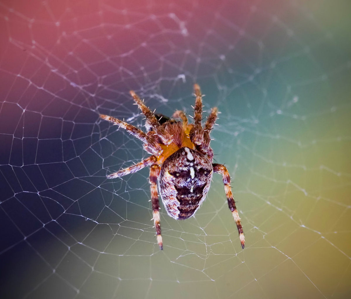 Spider on a Rainbow screenshot #1 1200x1024