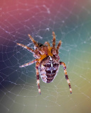 Обои Spider on a Rainbow 128x160