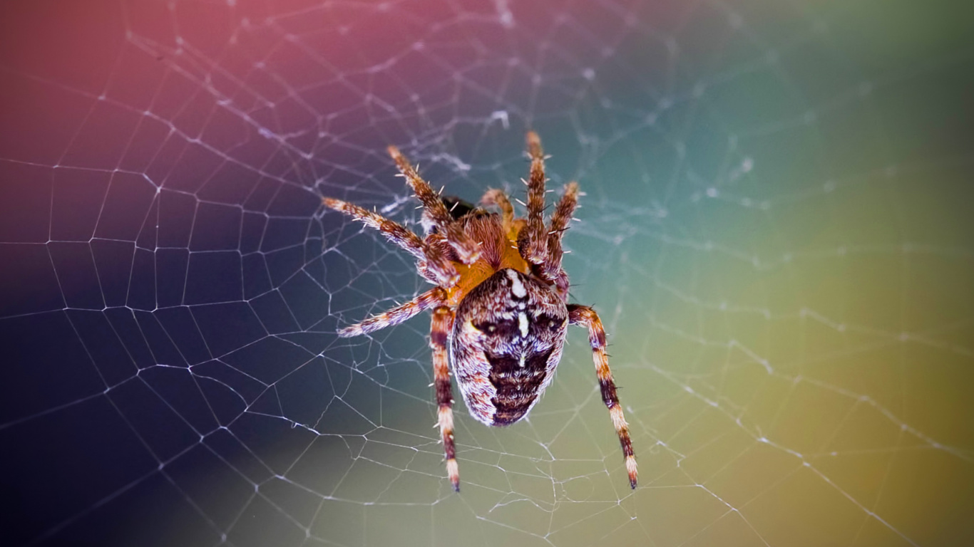 Spider on a Rainbow wallpaper 1366x768