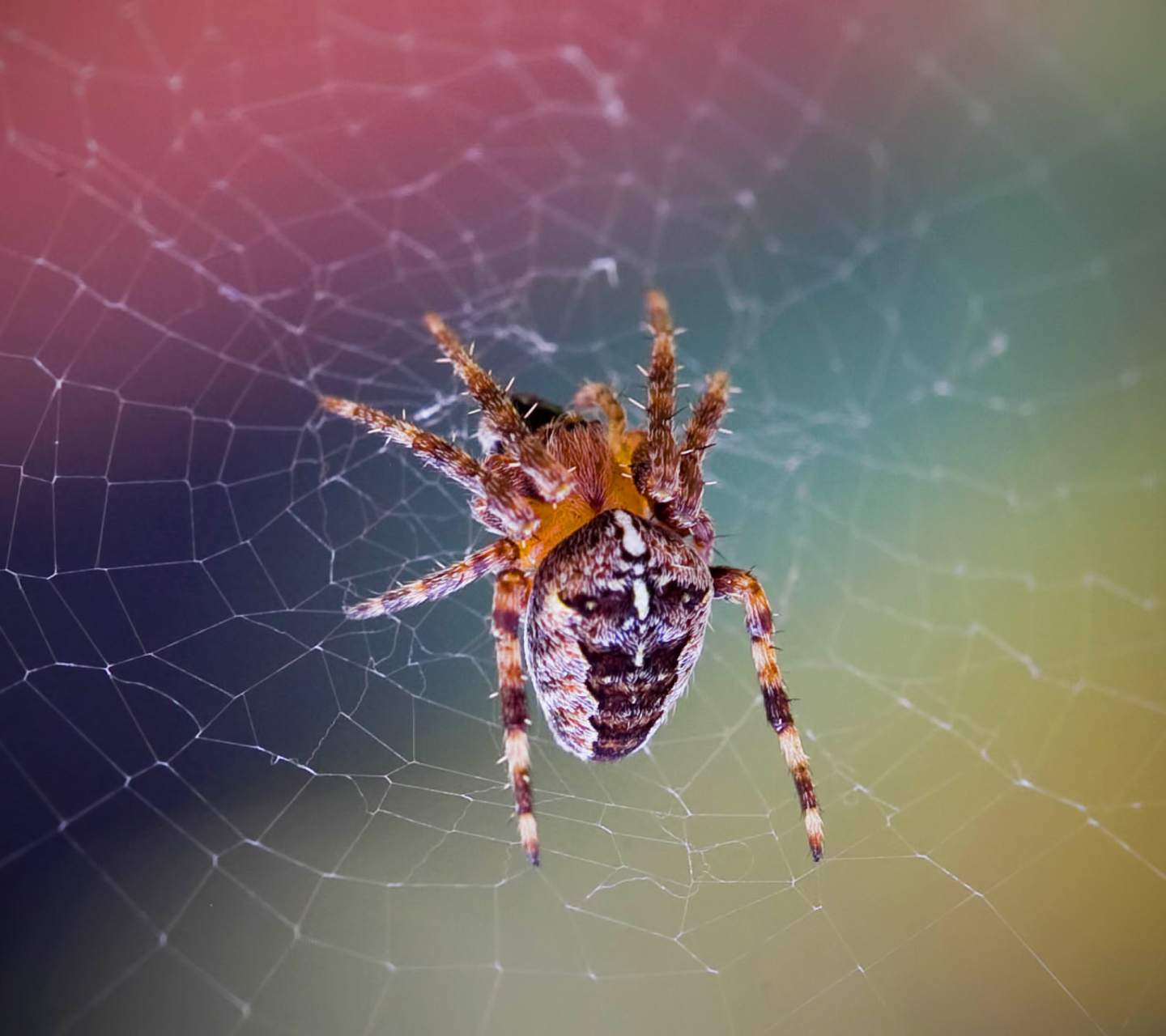Обои Spider on a Rainbow 1440x1280