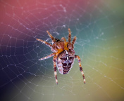 Spider on a Rainbow wallpaper 176x144