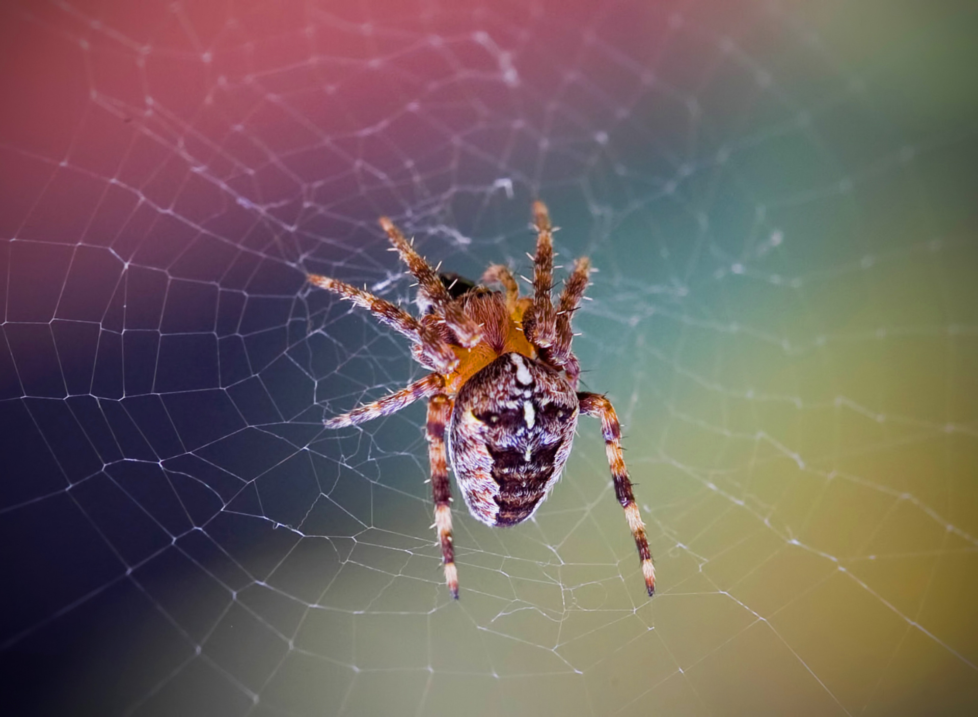 Обои Spider on a Rainbow 1920x1408