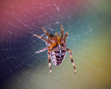 Das Spider on a Rainbow Wallpaper 220x176