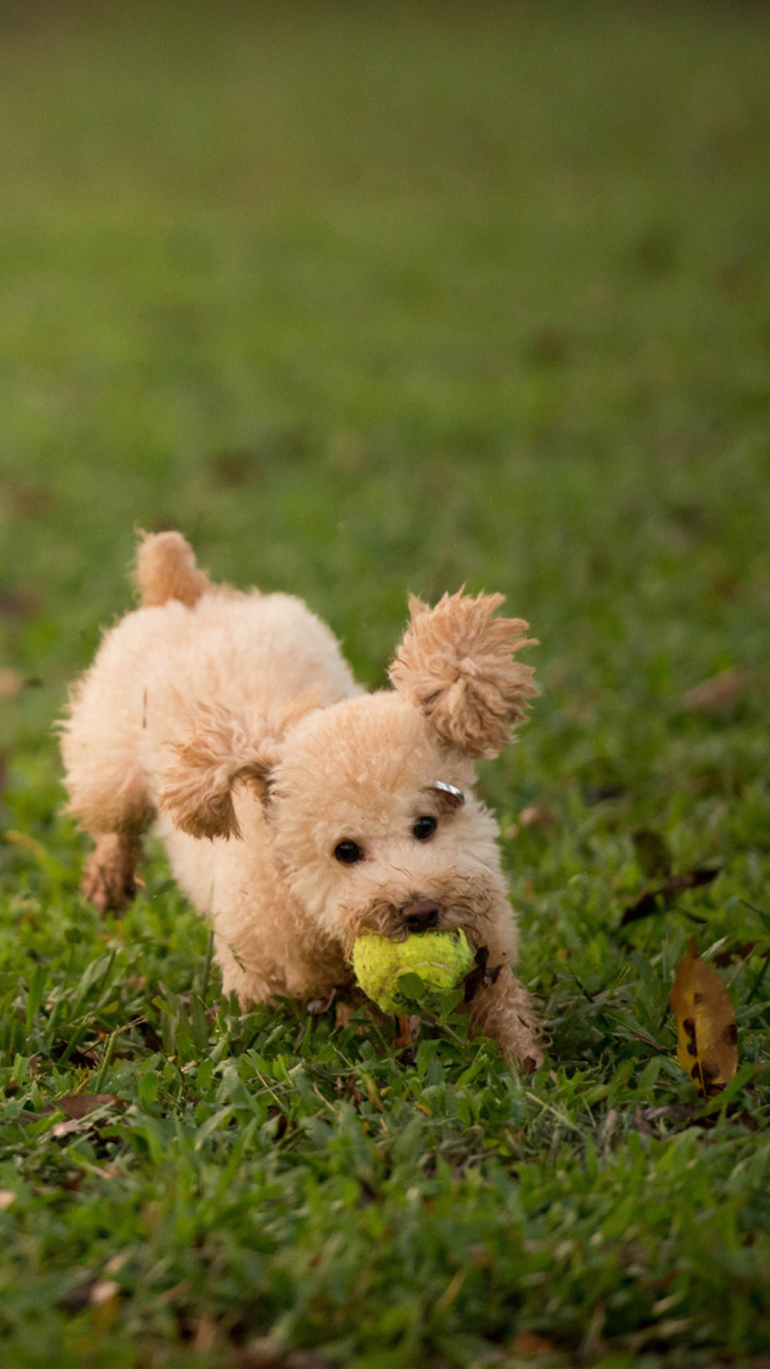 Fluffy Dog With Ball wallpaper 1080x1920