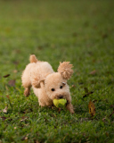 Fluffy Dog With Ball wallpaper 128x160