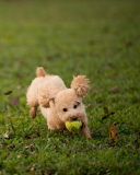 Обои Fluffy Dog With Ball 128x160