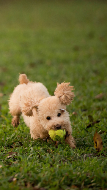 Fluffy Dog With Ball wallpaper 360x640